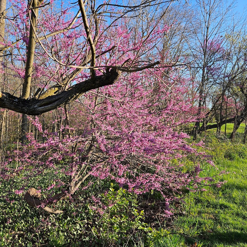 Redbud Nature Area 3