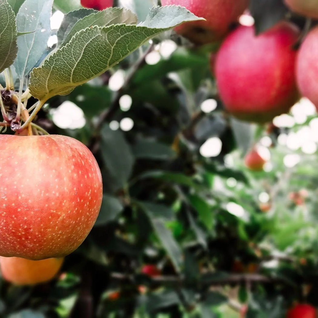 Eckert's Spiked Apple 5K 2