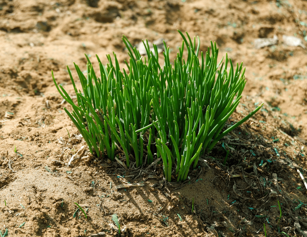 Garden to Table: Sprouts 1