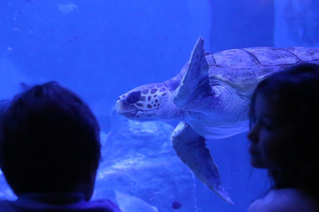 Taller “La tortuga marina” 2