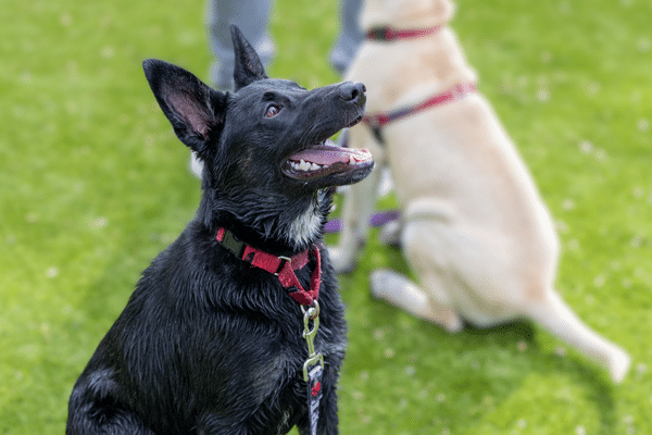 Intermediate Manners For Dogs 1