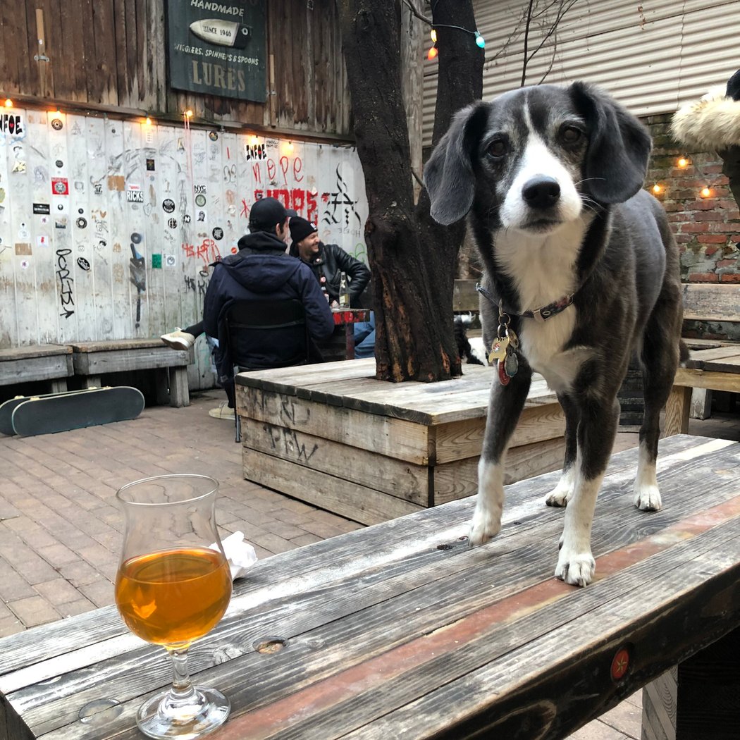 Lucky Dog 2