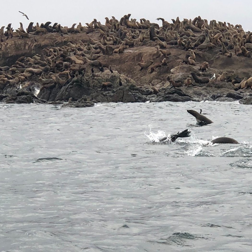 Bodega Bay Sailing Adventures 3
