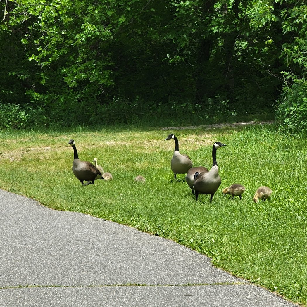 Massapequa Park 3