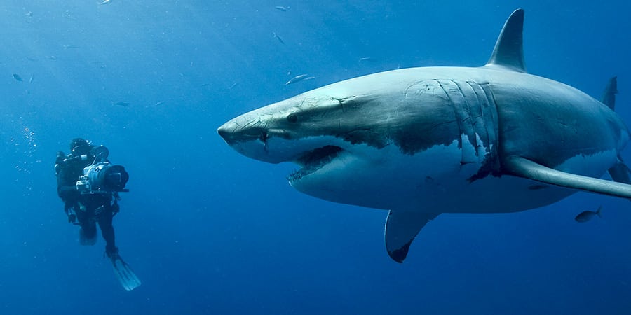 50 nuances de requins 1