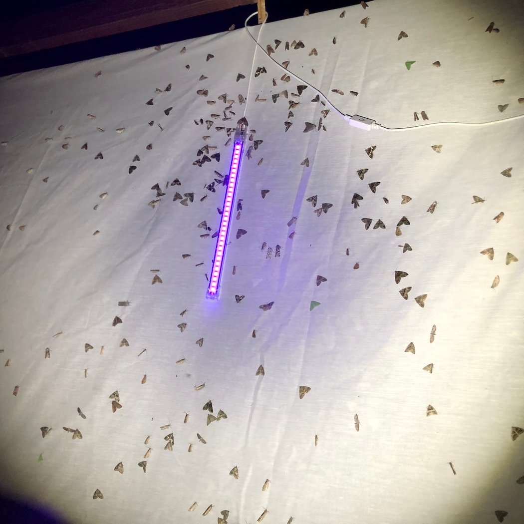 Moth Nite!
