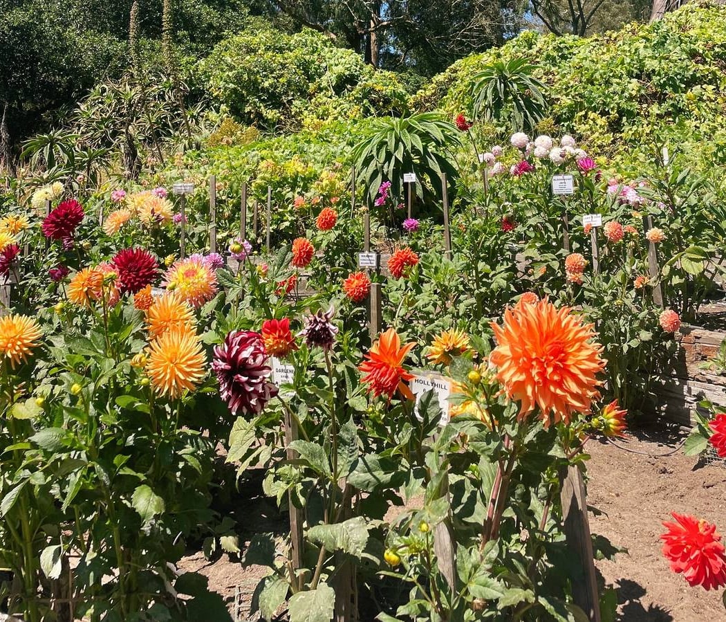 Dahlia Dell 2