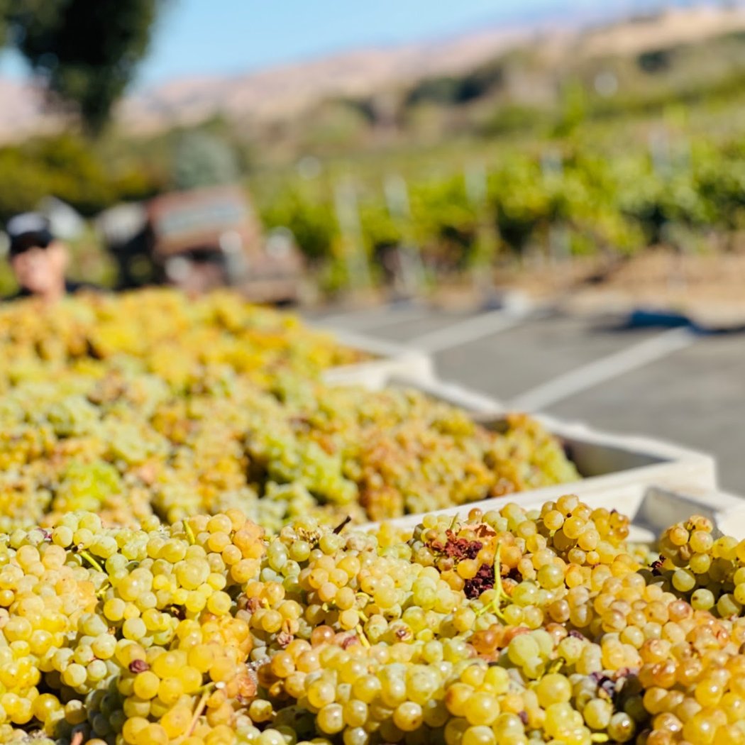 Besson Family Vineyards 3