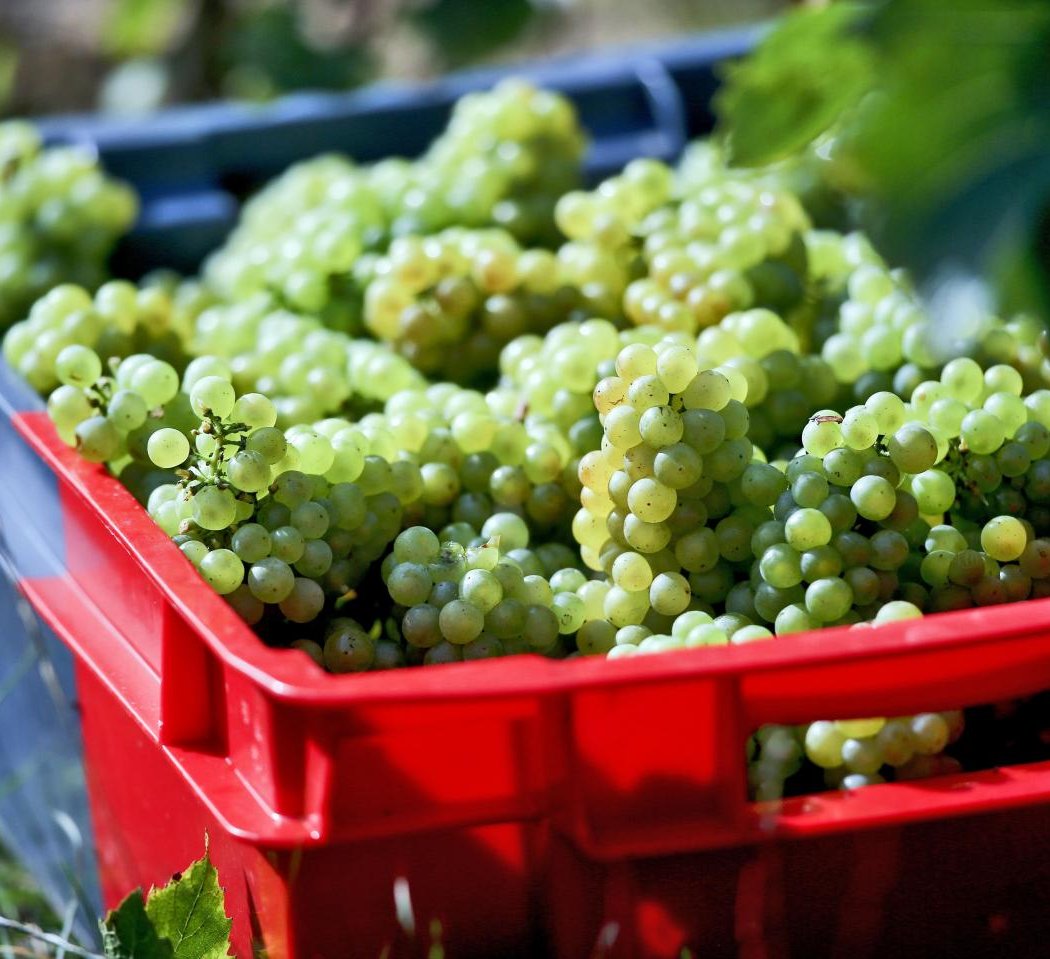 Vignoble du Haut Escaut 2