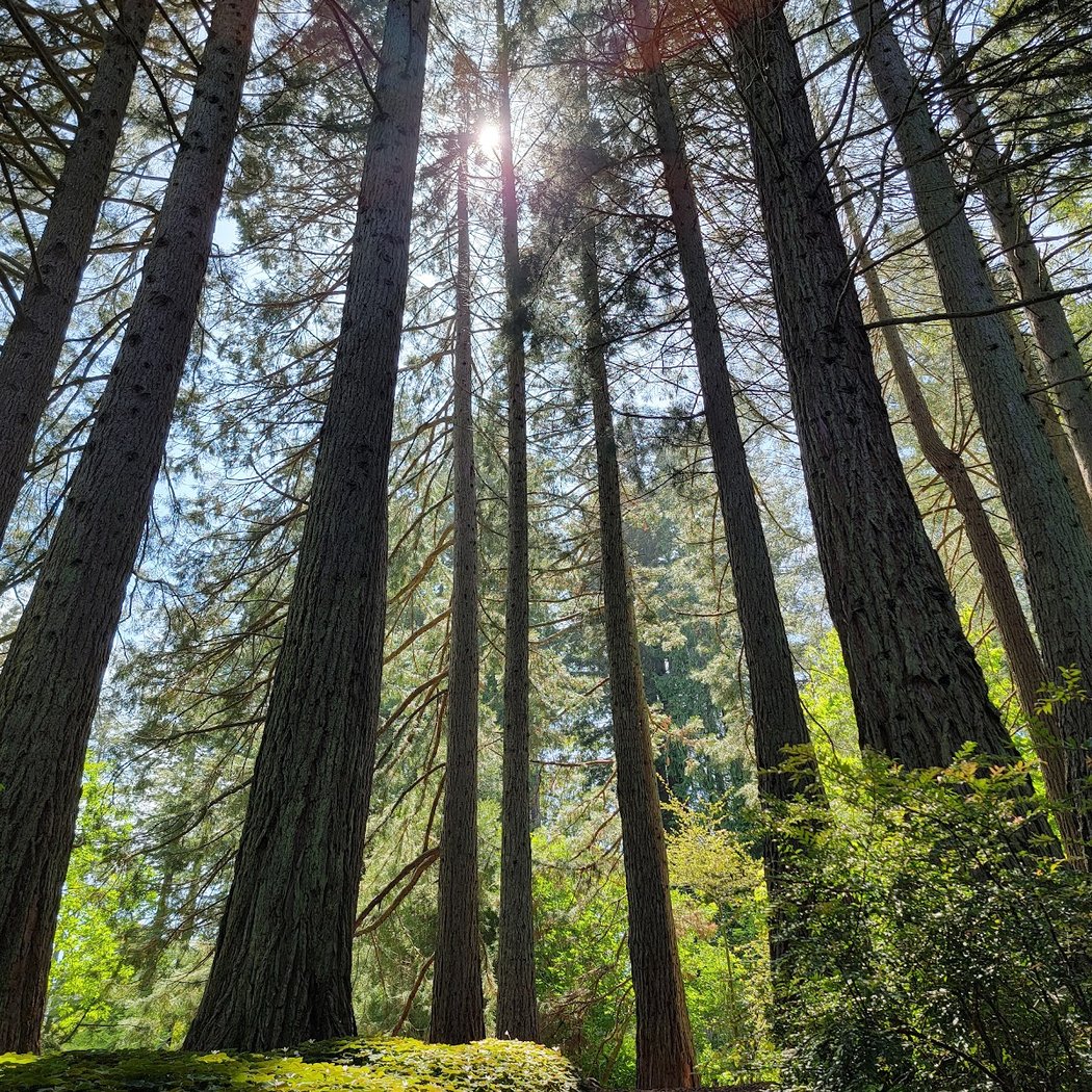 Docent-led tour of Tilden Regional Parks Botanic Garden 3