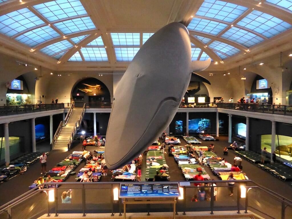 Sleepover at the Museum 1