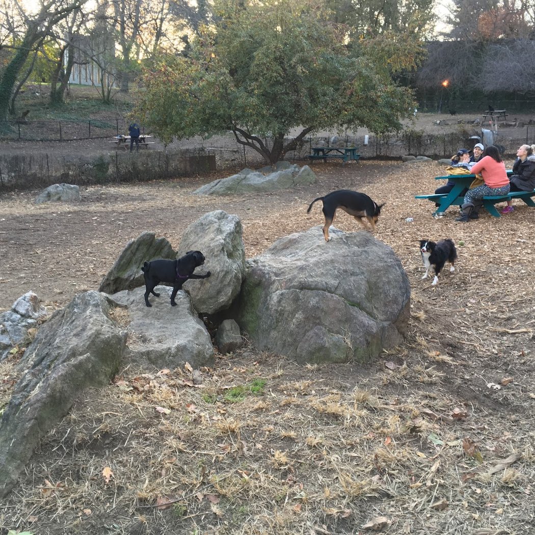Sir William's Dog Run 3