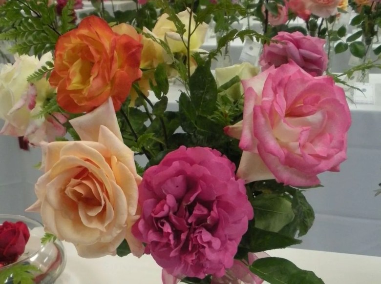 86th Annual Pleasanton Rose Show 5