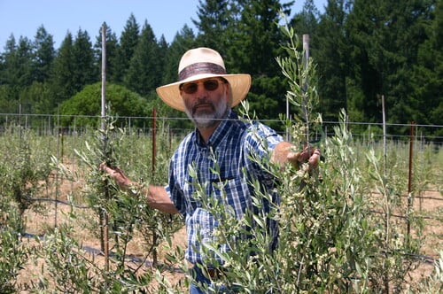 Caring for Your Olive Trees with Paul Vossen 1