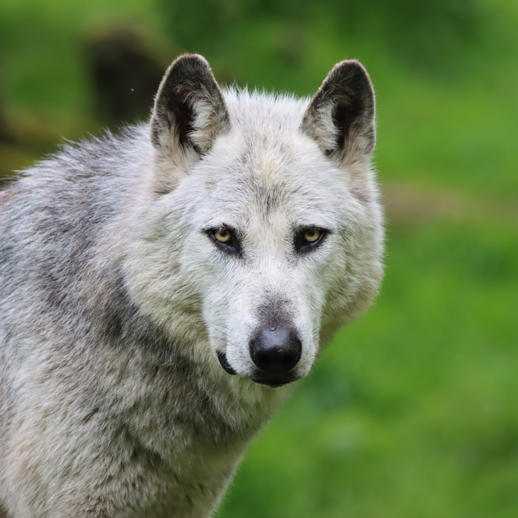 Parc animalier de Sainte-Croix 1