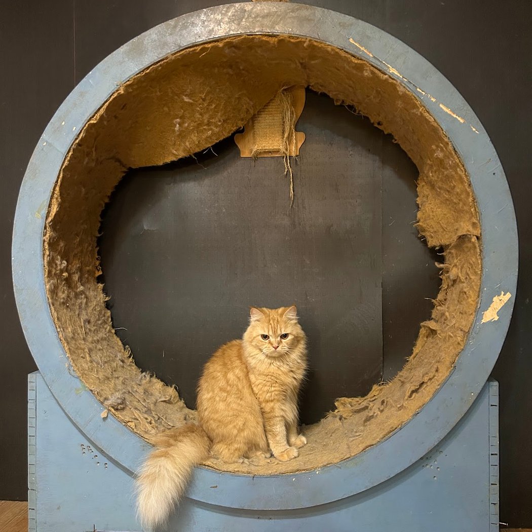 PURRed @Charlie's - The CAT Cafe J P Nagar 1