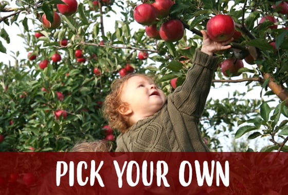 Pick Your Own 1