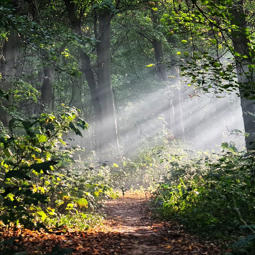 Notre-Dame Forest 1