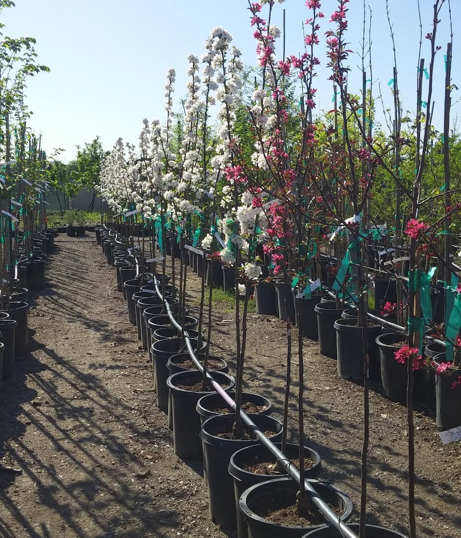 Our City Forest Community Nursery 1