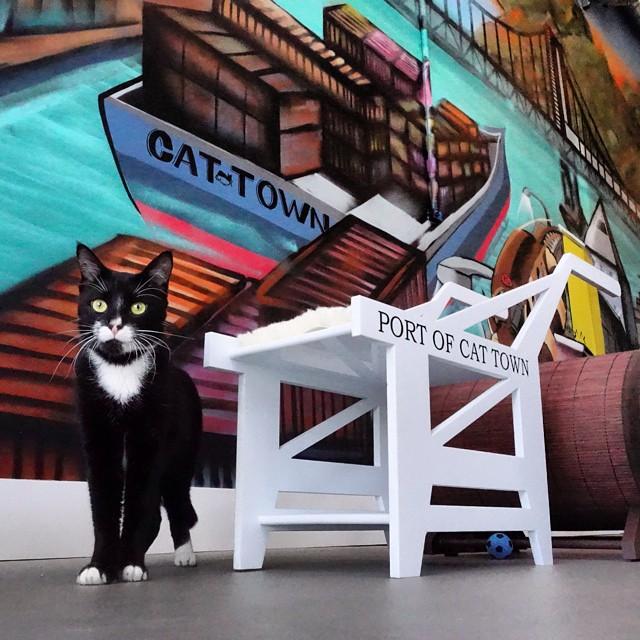 Cat Town 2