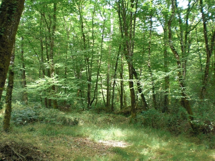 Forêt du Gâvre 2