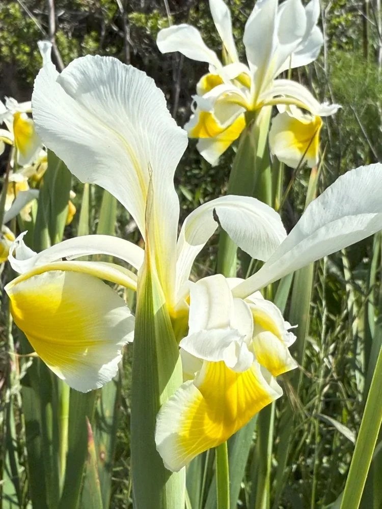 Family Farm Day - Slide in Bloom 2