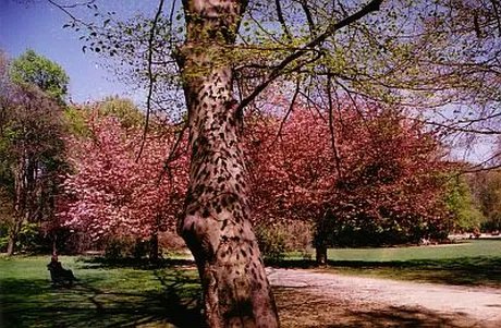 Bärentouren: Bäume und ihre Mythologie im Humboldthain