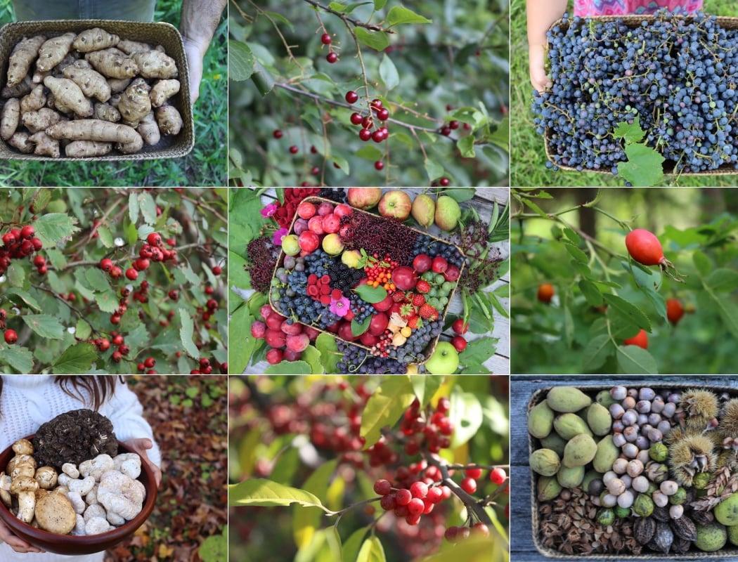 Foraging in the Fall 4