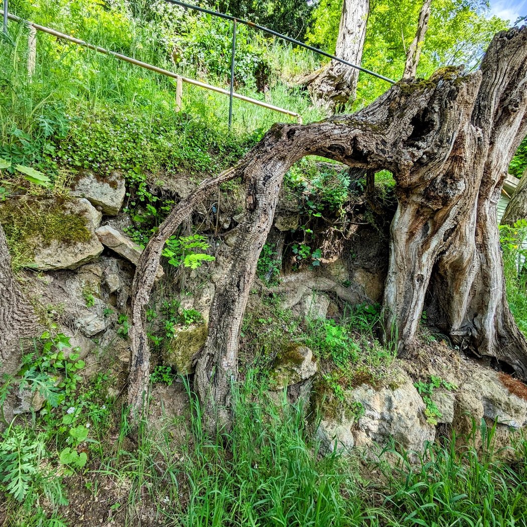 Racines de Van Gogh - Vangoghroots 1