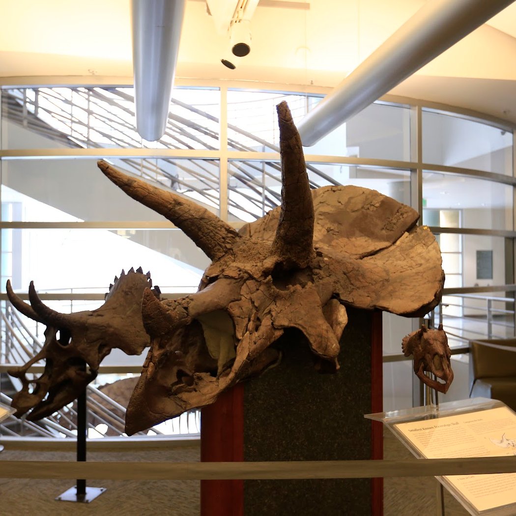 Berkeley Natural History Museums 3