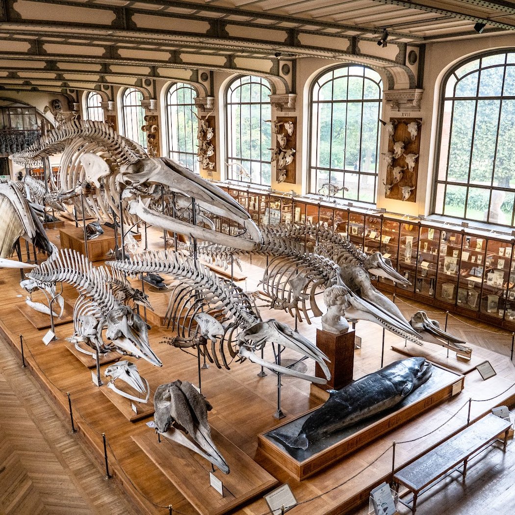 Trois regards sur le Muséum national d'Histoire naturelle 2