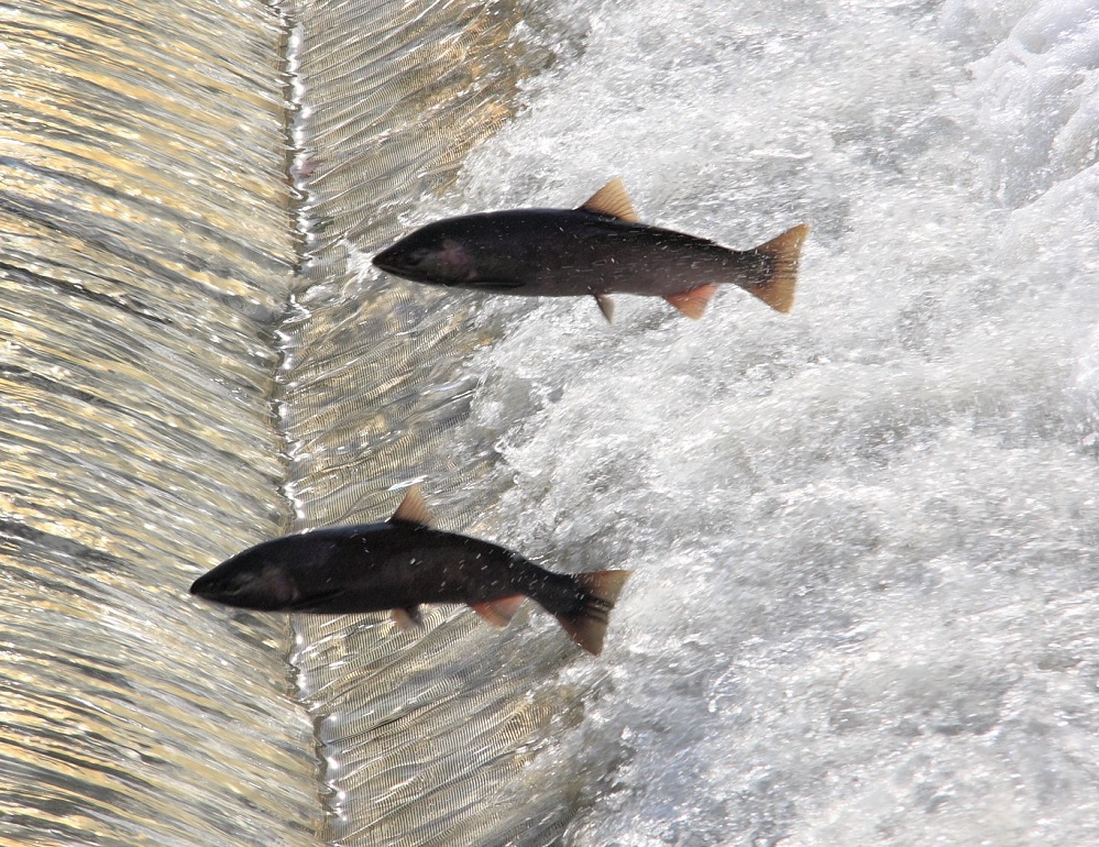 Salmon SEEson 1