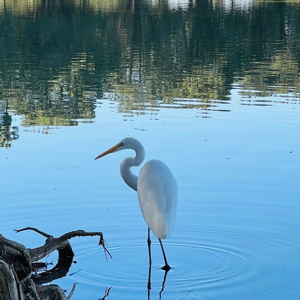 Walk with the Animals 1