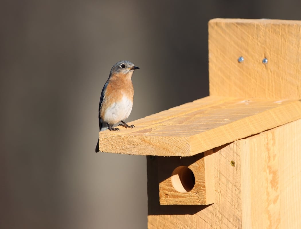 Build a Backyard Birdfeeder 1
