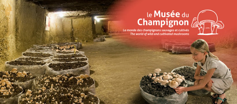 Musée du Champignon 1