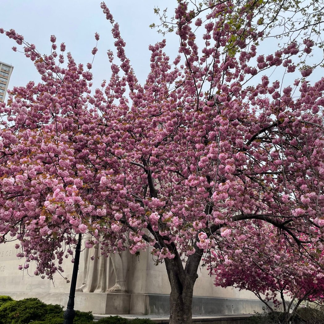 Cadman Plaza Park 1