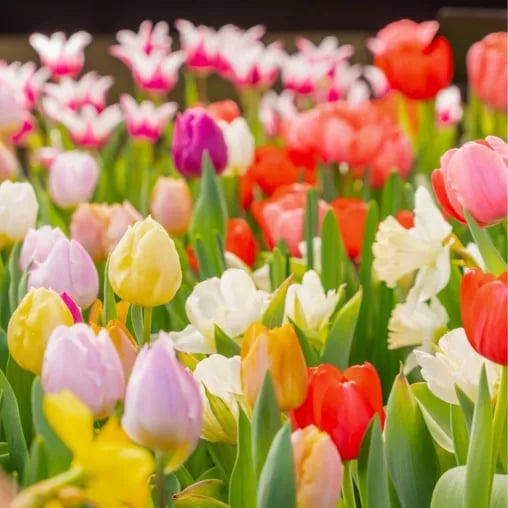 Spring Flower Show 1