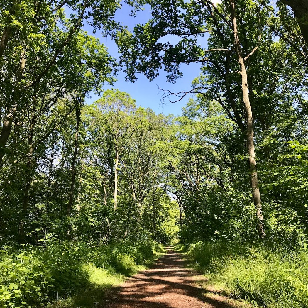 Forêt de Phalempin 3