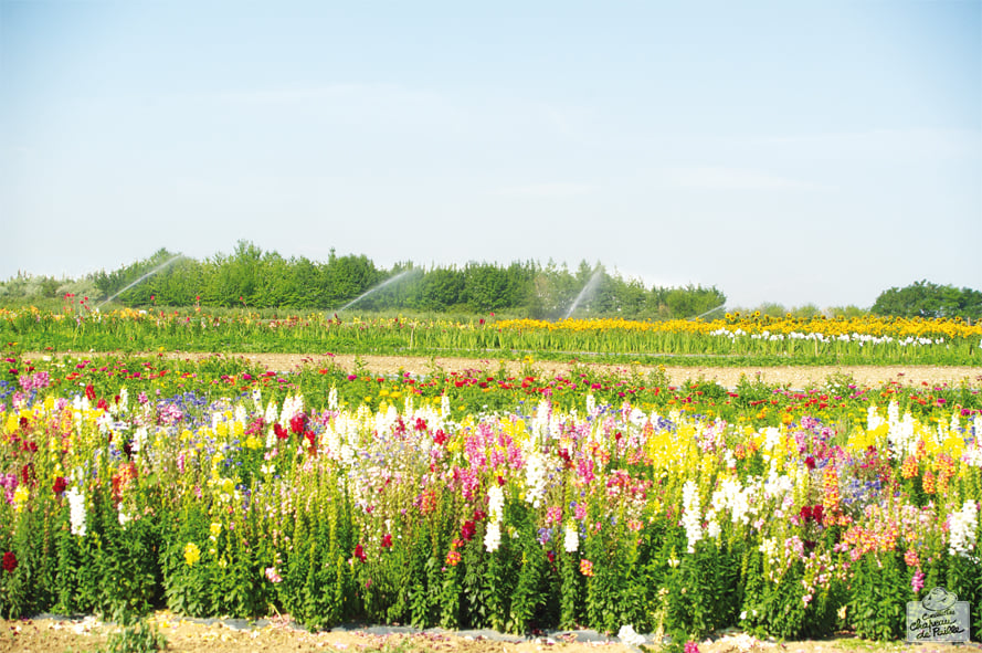 The Cergy Picking 3