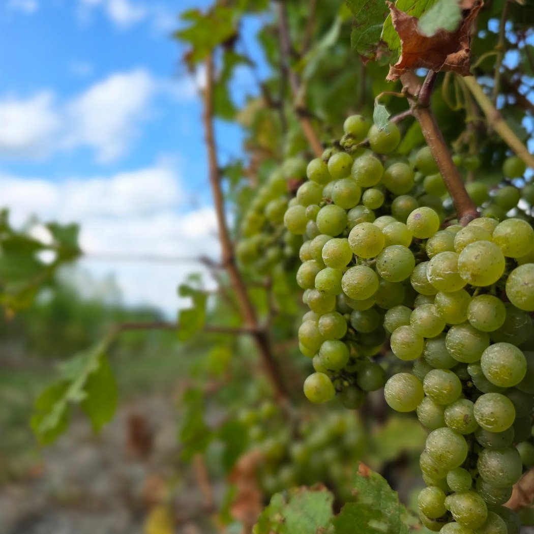 Vignoble de l’Orpailleur 1