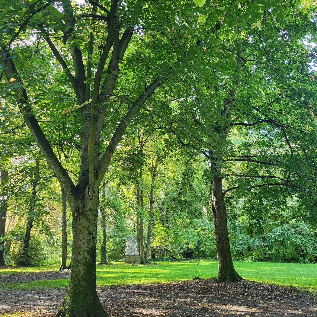 1ère sortie ornithologique au parc de la Légion d'Honneur