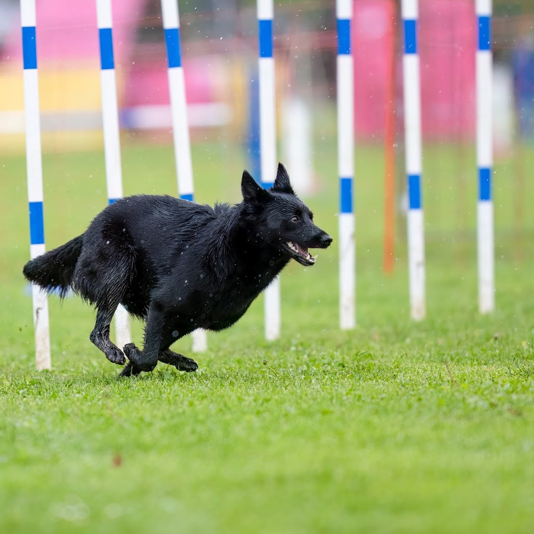 Sport Canin Saint Nazaire 1