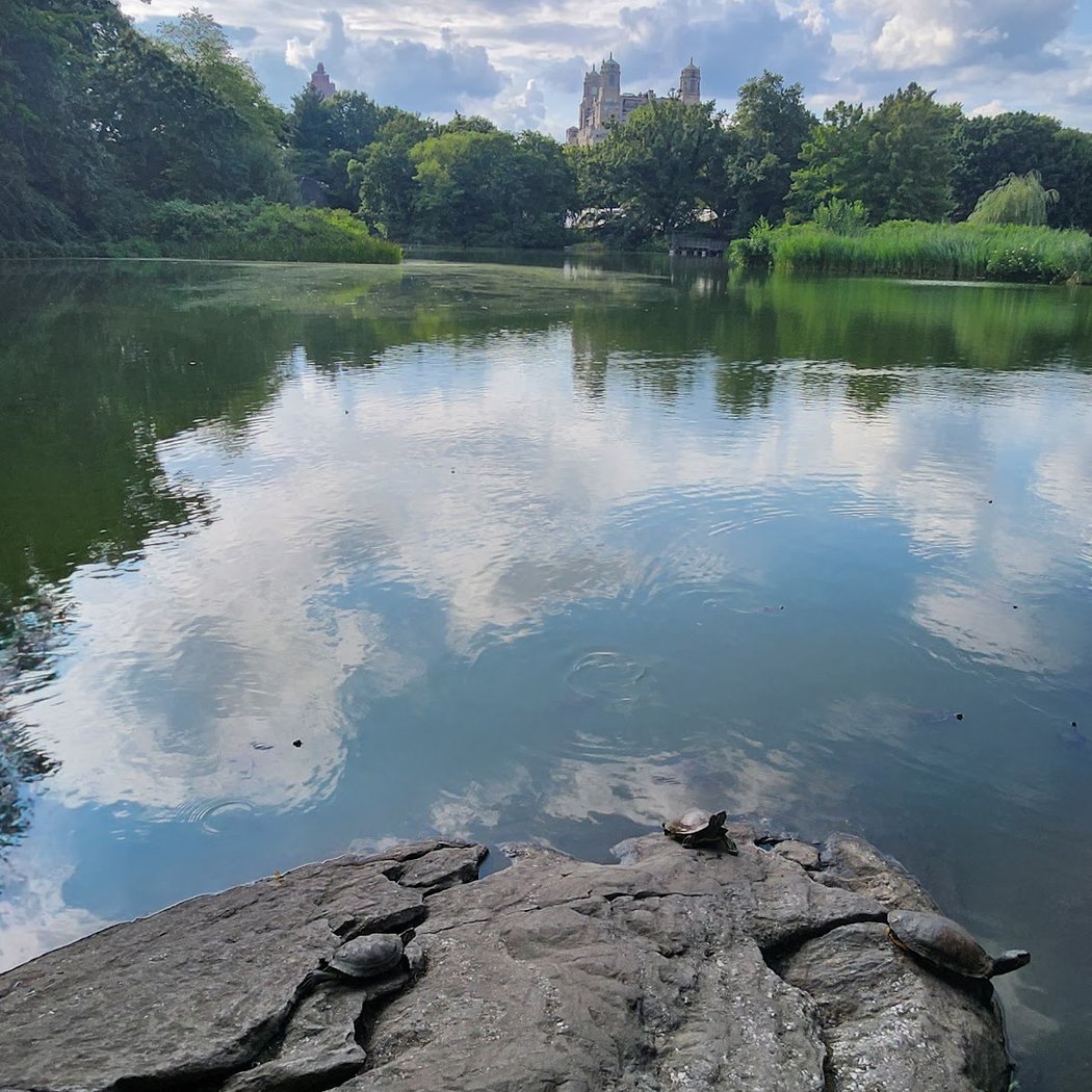 Turtle Pond 4