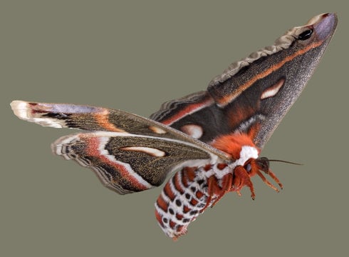 Moth Week 2