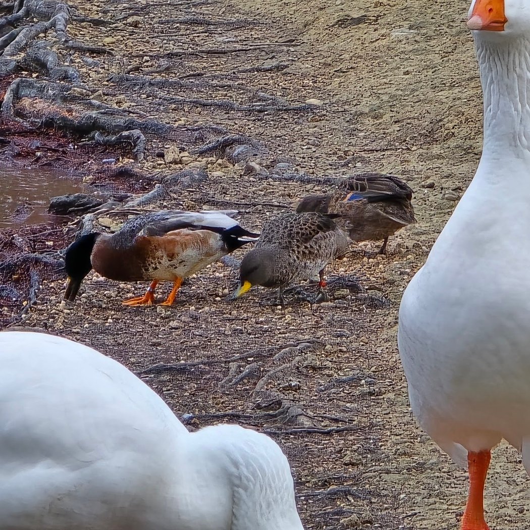 Espace de biodiversité de la Rosière 3