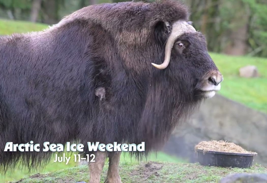 Arctic Sea Ice Weekend 1