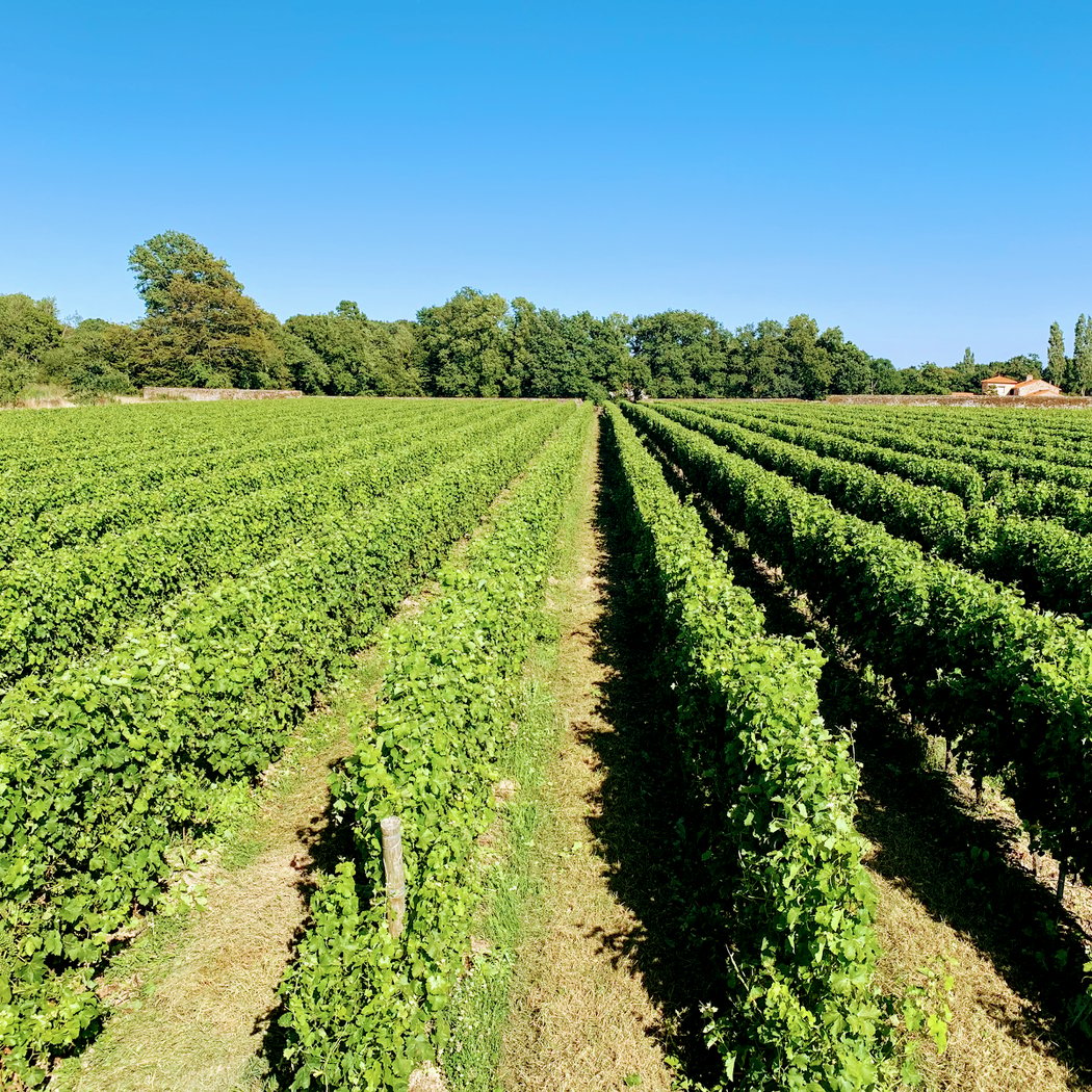 Marche et dégustation au domaine 4
