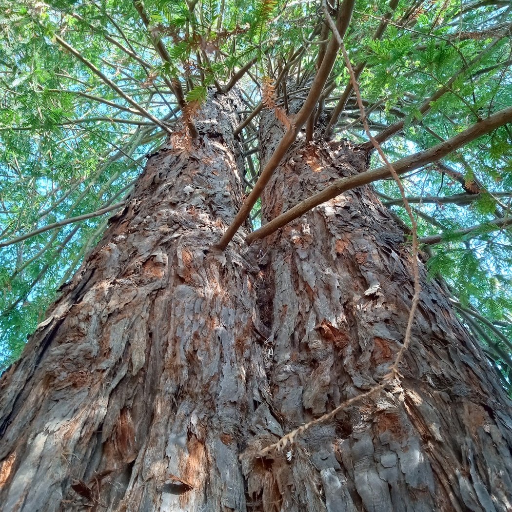 Wayburn Redwood Grove 1