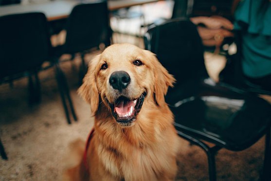 Yappy Hour in Partnership with Muttville 1