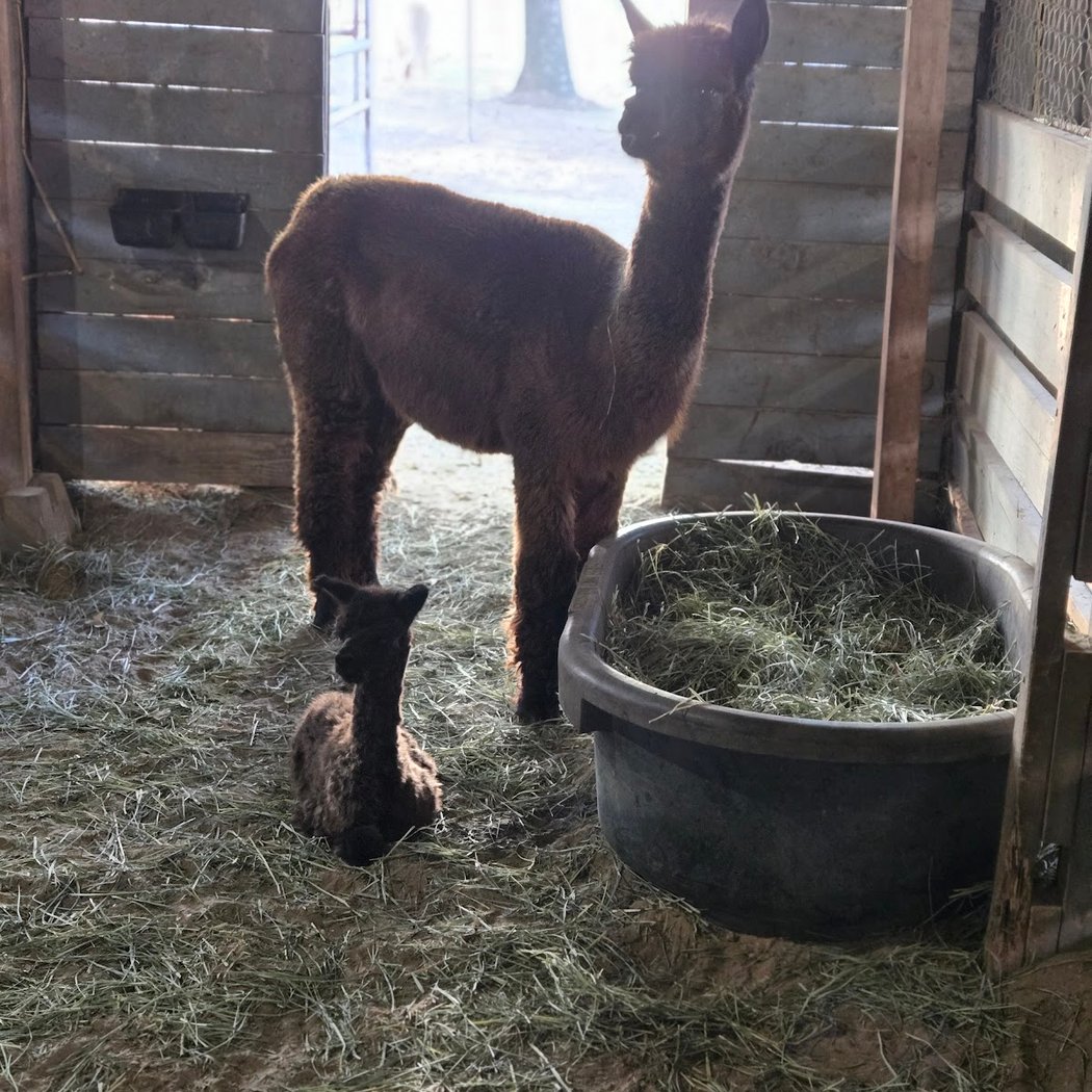 Harmony Ranch Alpacas, LLC 3